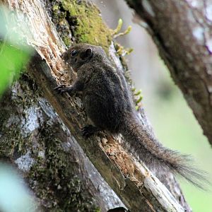 Sri Lankan Dusky Squirrel (Funambulus obscurus)