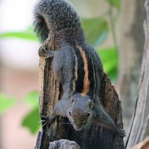 Flame-striped or Layard's Squirrel (Funambulus layardi)