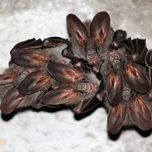 Lesser False Vampires (Megaderma spasma ceylonense)