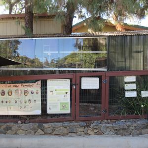 Common Squirrel Monkey Exhibit