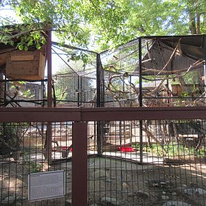 Kinkajou Exhibit
