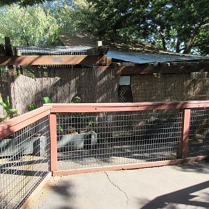Coyote Exhibit