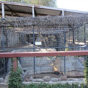 Bengal Tiger Exhibit #2