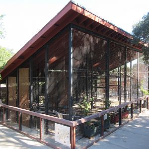 Turkey Vulture + Golden Eagle Exhibits