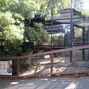 Bengal Tiger Exhibit #1