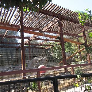 Cougar Exhibit (with 4 Cougars)