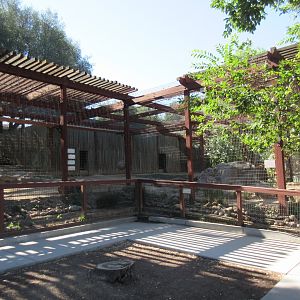 Cougar Exhibit (with 4 Cougars)