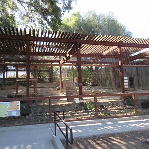 Cougar Exhibit (with 4 Cougars)