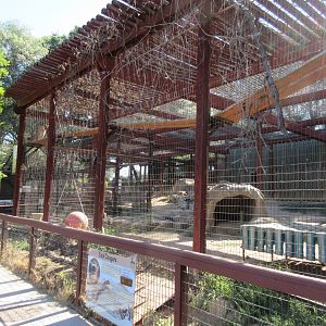 Cougar Exhibit (with 4 Cougars)