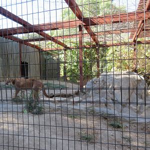 Cougar Exhibit (with 4 Cougars)
