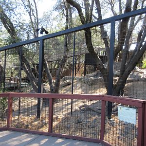 American Black Bear Exhibit #1