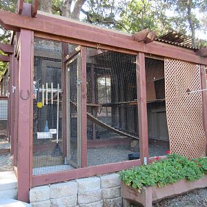 Great Horned Owl Exhibit