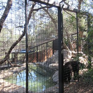 American Black Bear Exhibit #1