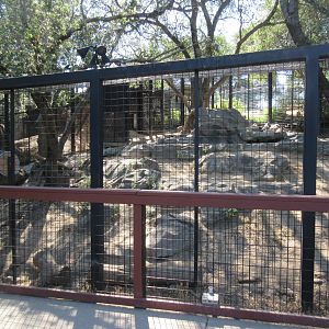 American Black Bear Exhibit #1