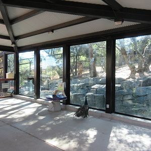 American Black Bear Exhibit #2