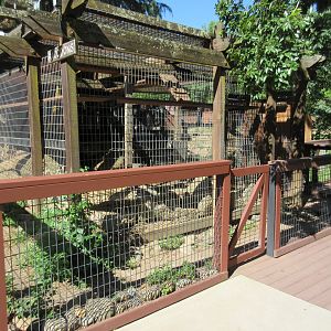 Raccoon Exhibit