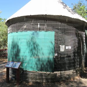 Great Horned Owl Exhibit