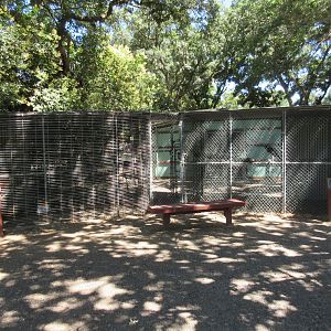Turkey Vulture Exhibit