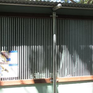 Northern Harrier Exhibit