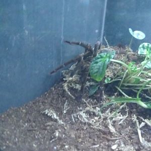 Goliath bird eating tarantula