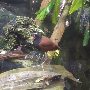 Wattled jacana