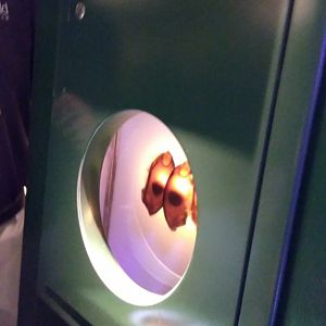 White spotted bamboo shark eggs