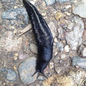 Black keel back slug (Limax cinereoniger)