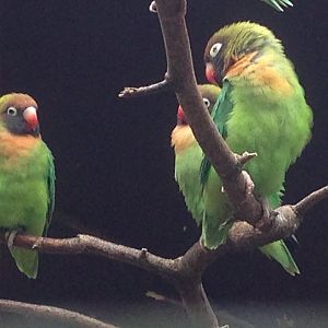 Black-Cheeked Lovebirds