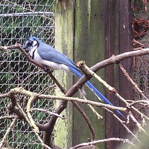 White-Throated Magpie-Jay? (ID?)