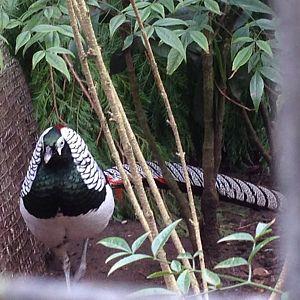Male Lady Amherst's Pheasant
