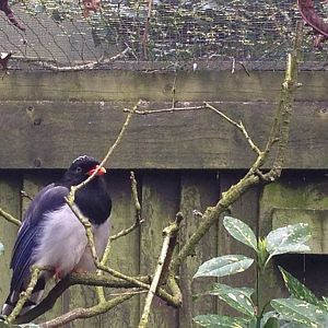 Red-Billed Blue Magpie?