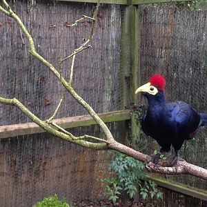 Lady Ross's Turaco