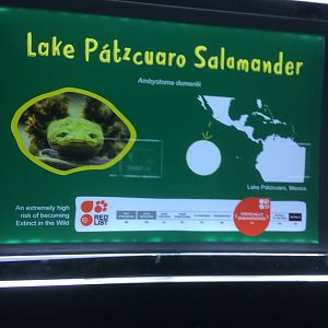 Salamander signage