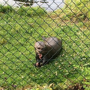 Giant Otter feeding