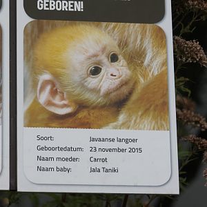 Birth-sign East Javan langur