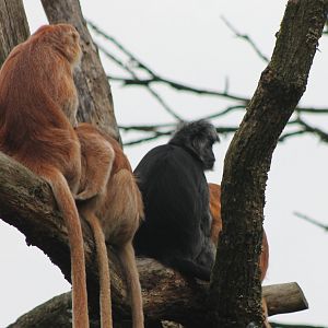 East Javan langurs