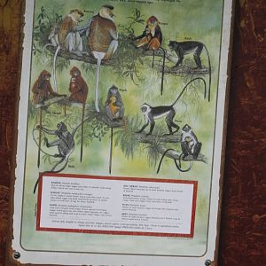 Info-poster Leaf-eating monkeys