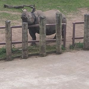 Greater one horned rhino