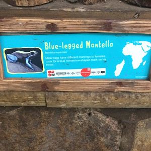 Blue legged Mantella signage