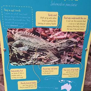 New Tuatara signage