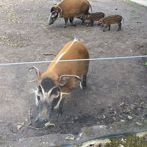 Red river hogs and piglets