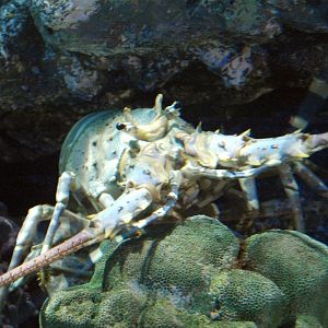 Panulirus japonicus