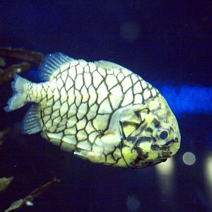 Monocentris japonica