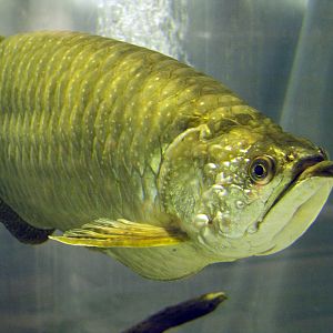 Scleropages jardinii