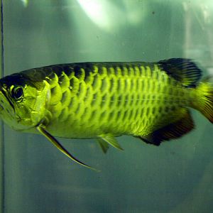 Scleropages formosus