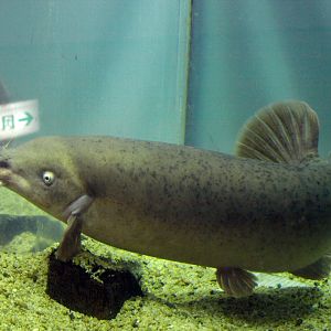 Malapterurus microstoma