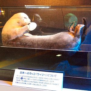 Taxidermy - sea otter