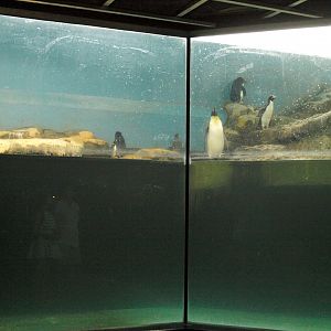 Indoor penguin enclosure