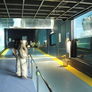 Walkway for penguin enclosure