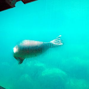 Underwater viewing for Baikal seals